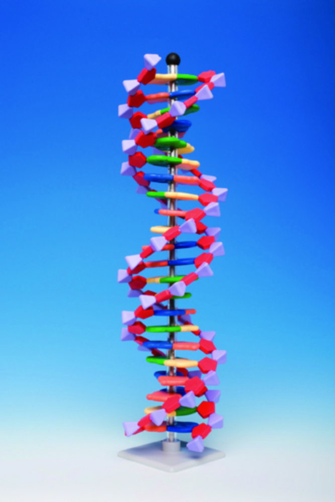 Molecular model system miniDNA® / RNA Kits