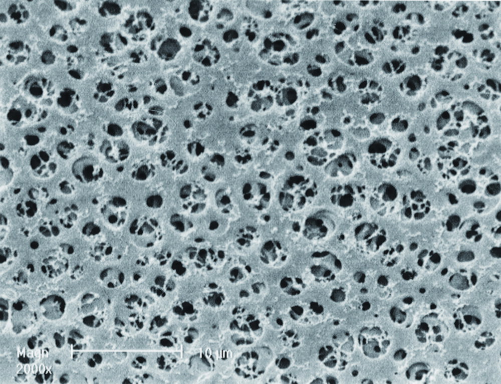 GEL blotting paper